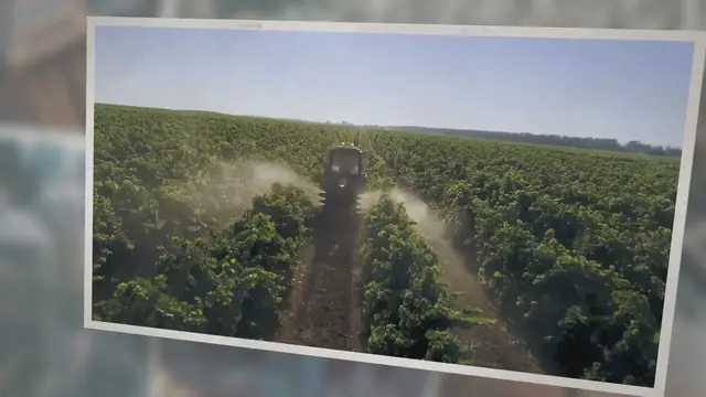 Video thumbnail for Lawn Fertilizing: How To Choose Pet Safe Options