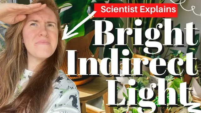 Video thumbnail for Bright Indirect Light For Plants Explained. What Is Bright Indirect Light For Houseplants?