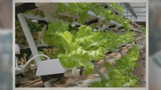 Video thumbnail for What Is an Aeroponic System?