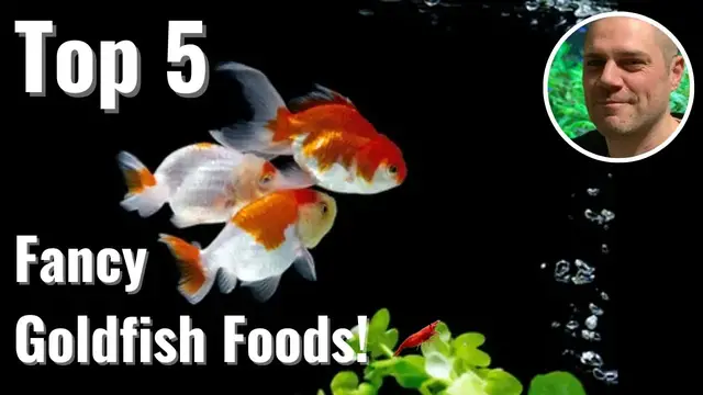 'Video thumbnail for 5 Best Foods for Fancy Goldfish Foods!'