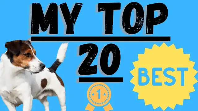 Video thumbnail for Jack Russell Terriers (20 Reasons They Are Hands Down The Best Dog)