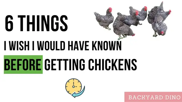 Video thumbnail for ABSOLUTE BEGINNER'S Guide to Chickens - 6 Things To Know Before Getting Chickens