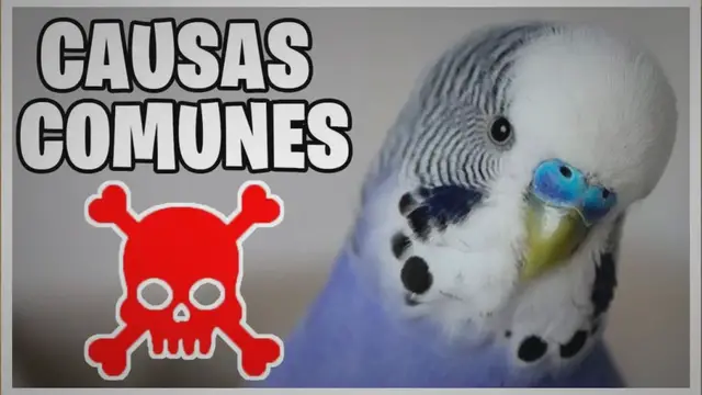 'Video thumbnail for ¿Por qué se mueren los periquitos?'