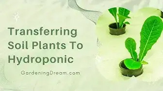 Video thumbnail for Transferring Soil Plants To Hydroponic