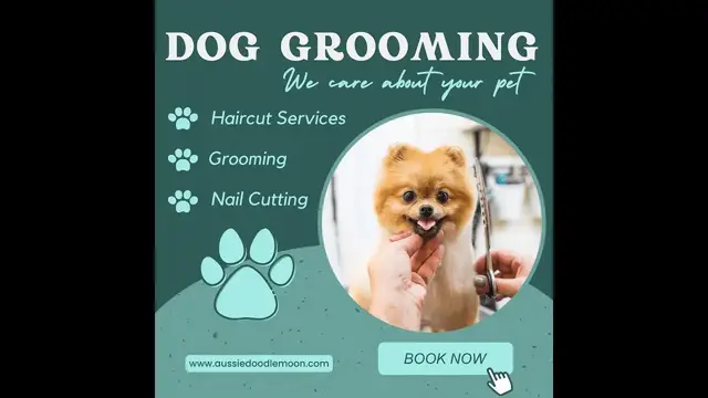 'Video thumbnail for Aussiedoodle haircut styles | Styles for Aussiedoodles, Labradoodles, Goldendoodles & Bernedoodles'