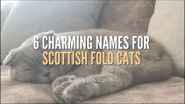 Video thumbnail for 6 CHARMING NAMES FOR SCOTTISH FOLD CATS