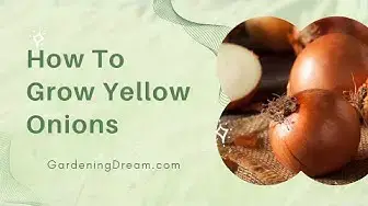 Video thumbnail for How To Grow Yellow Onions