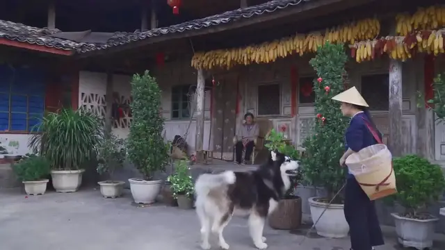 Video thumbnail for 大自然的甜蜜馈赠——云南百花蜜【滇西小哥】 (720p 25fps)