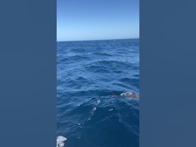 Video thumbnail for Dolphins!!