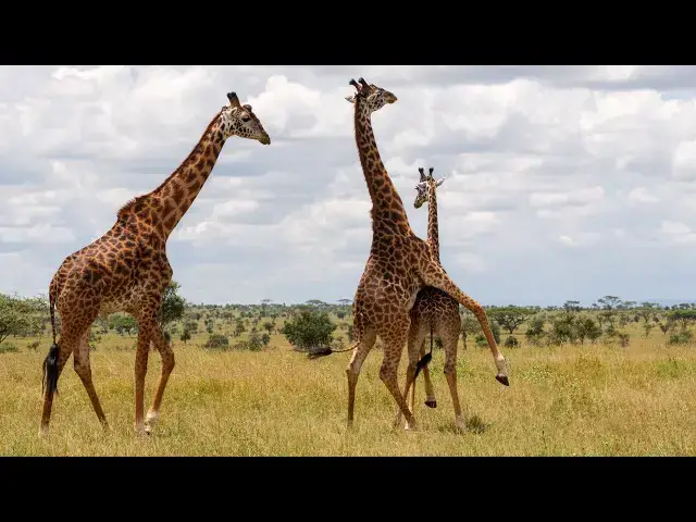 Video thumbnail for Giraffe Honeymoon Turns Into A Brutal Dominance Fight! 🚨🐾