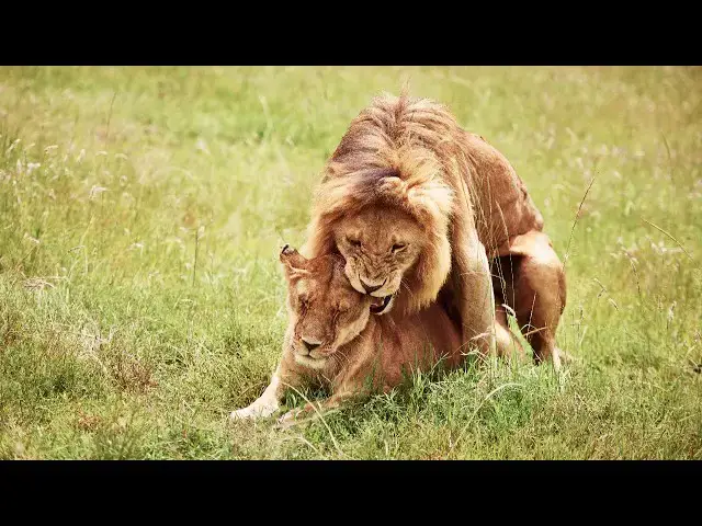 Video thumbnail for Lions On Honeymoon: The Deadliest Mating Ritual 👌🦁