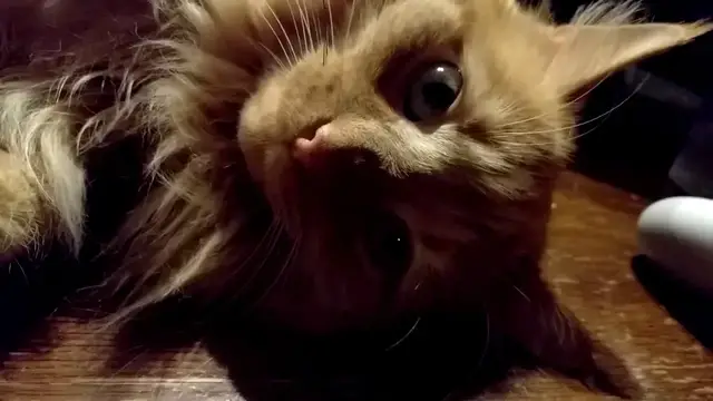 Video thumbnail for Parker's Toebeans | Parker The Cat