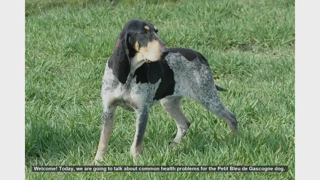 Video thumbnail for Common Health Problems in Petit Bleu de Gascogne Dogs