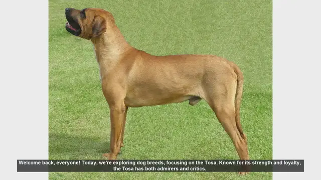 Video thumbnail for The Tosa Dog Breed: Pros and Cons of Ownership