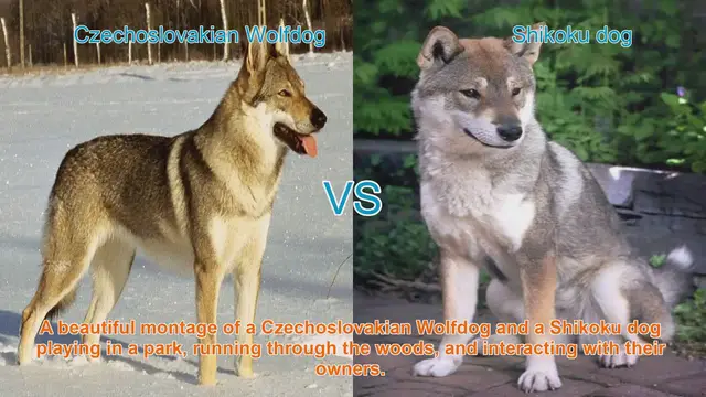 Video thumbnail for Czechoslovakian Wolfdog vs. Shikoku Dog: A Comparative Guide