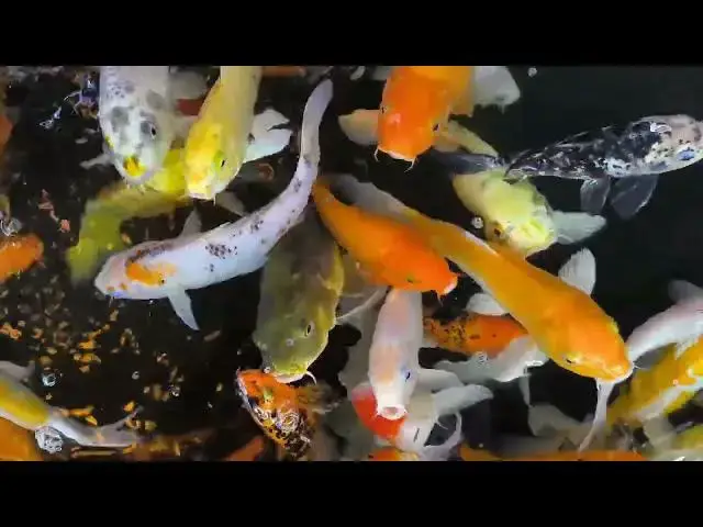 Video thumbnail for Protecting Koi Fish from Waterborne Parasites: Prevention and Management