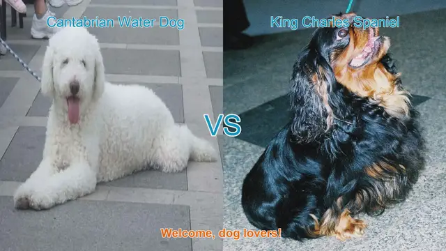 Video thumbnail for Cantabrian Water Dog vs. King Charles Spaniel: A Breed Comparison