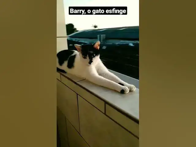 'Video thumbnail for Barry fazendo cosplay da esfinge do Egito. #cats #gatos #esfinge #gatosengraçados #fofos #shorts'