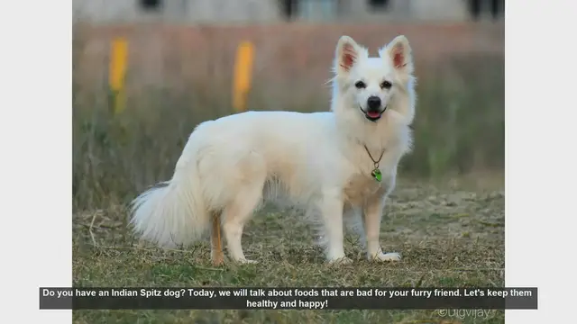 Video thumbnail for 10 Foods to Avoid for Your Indian Spitz: Keep Your Dog Healthy!