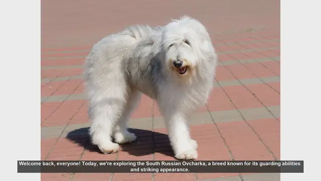 Video thumbnail for South Russian Ovcharka: Pros and Cons of This Unique Guard Dog