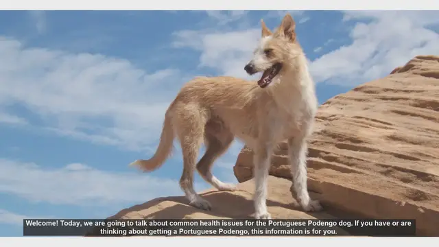 Video thumbnail for Common Health Issues in Portuguese Podengo Dogs
