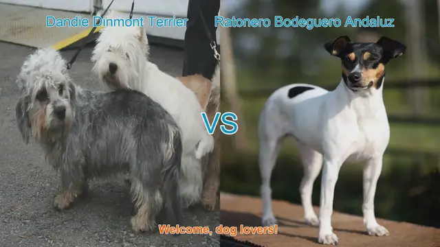 Video thumbnail for Dog Breed Comparison: Dandie Dinmont Terrier vs. Ratonero Bodeguero Andaluz