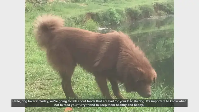 Video thumbnail for 7 Foods to Avoid Feeding Your Bắc Hà Dog