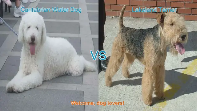 Video thumbnail for Comparing Cantabrian Water Dog and Lakeland Terrier: Origins, Traits, and Health