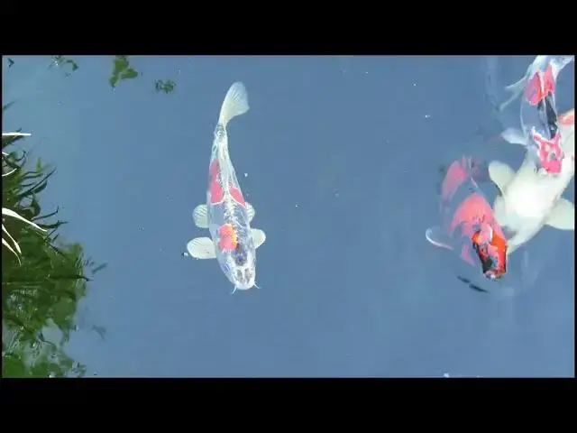 Video thumbnail for Koi Pond Care: Managing High Alkalinity for Healthy Fish
