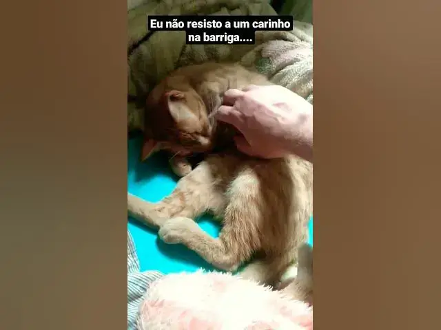 Video thumbnail for Melzinha se deleitando com um carinho na barriga. #cats #shortsvideo #gatos #catlover