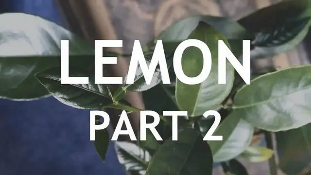 Video thumbnail for Lemon Bonsai, from seed. 2