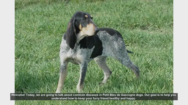 Video thumbnail for Common Health Issues in Petit Bleu de Gascogne Dogs: Prevention and Care Tips