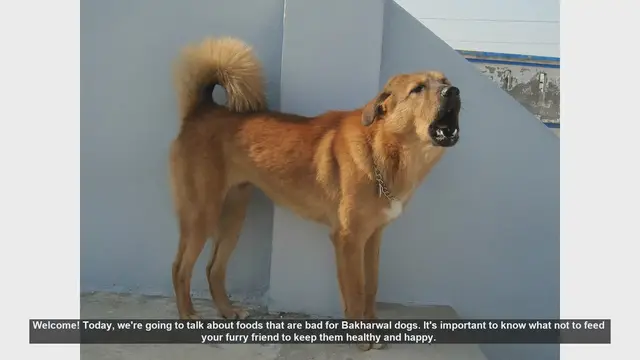 Video thumbnail for Foods to Avoid for a Healthy Bakharwal Dog