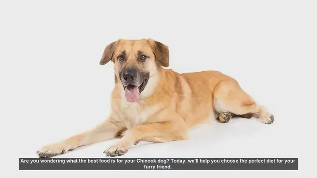 Video thumbnail for Best Diet for Your Chinook Dog: Essential Nutrition Tips