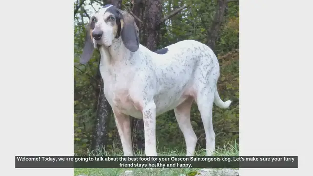 Video thumbnail for Best Food for Your Gascon Saintongeois: Tips for a Healthy and Happy Dog