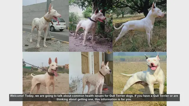 Video thumbnail for Common Health Issues in Gull Terriers: What You Need to Know