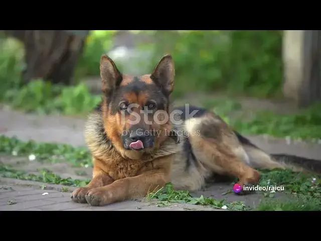 Video thumbnail for 8 No-No's for Your German Shepherd: A Comprehensive Guide