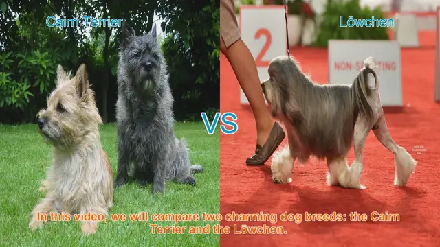 Video thumbnail for Cairn Terrier vs. Löwchen: A Comparison of Charming Dog Breeds