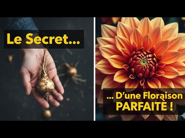 Video thumbnail for Dahlias : Le Guide Complet pour une Floraison Spectaculaire !