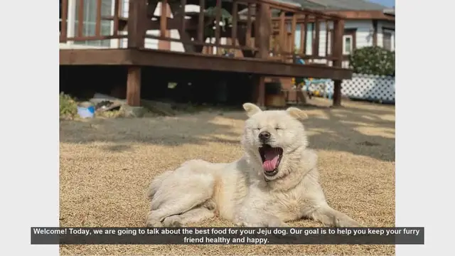 Video thumbnail for Best Food for Your Jeju Dog: Keep Your Furry Friend Healthy and Happy