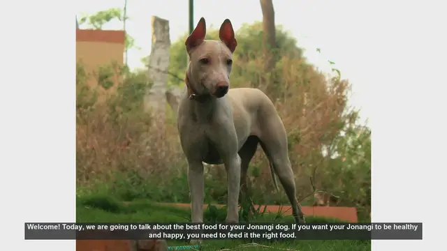 Video thumbnail for Best Diet Tips for a Healthy Jonangi Dog