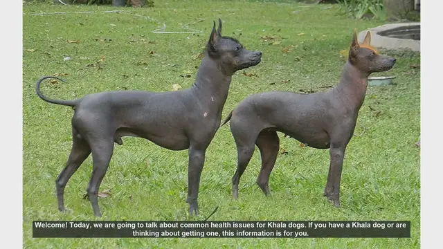 Video thumbnail for Common Health Issues in Khala Dogs: Tips for a Healthy Pet