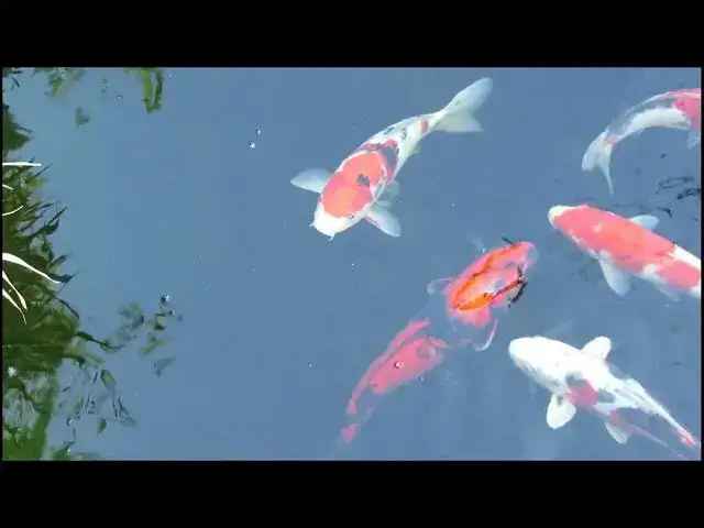 Video thumbnail for Koi Pond Maintenance: Effective Waste Reduction and Cleaning Tips