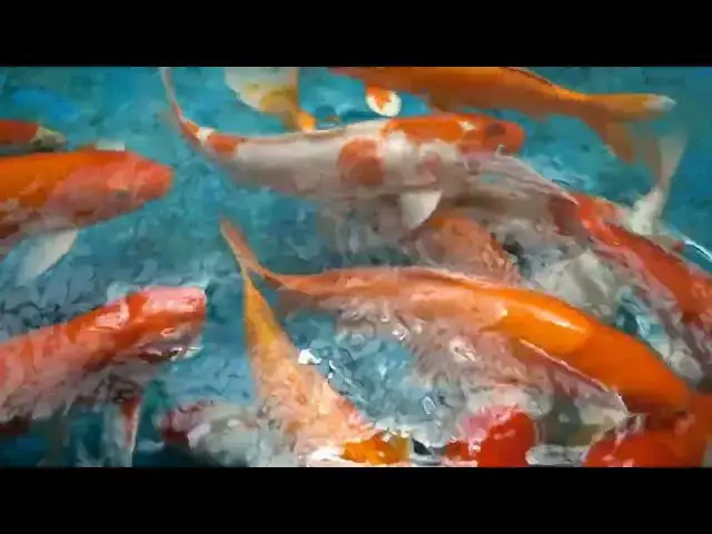 Video thumbnail for Protect Your Koi Fish in Winter: How to Install Pond Netting