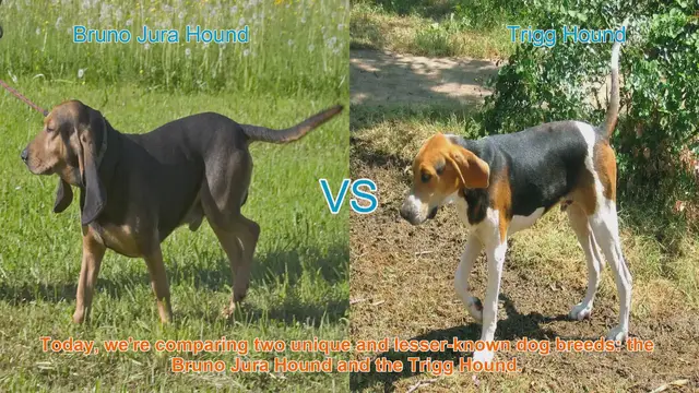 Video thumbnail for Comparing Bruno Jura Hound and Trigg Hound: A Unique Breed Showdown