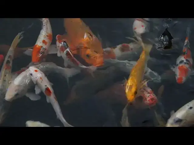 Video thumbnail for How Biofilters Keep Your Pond Clean and Healthy