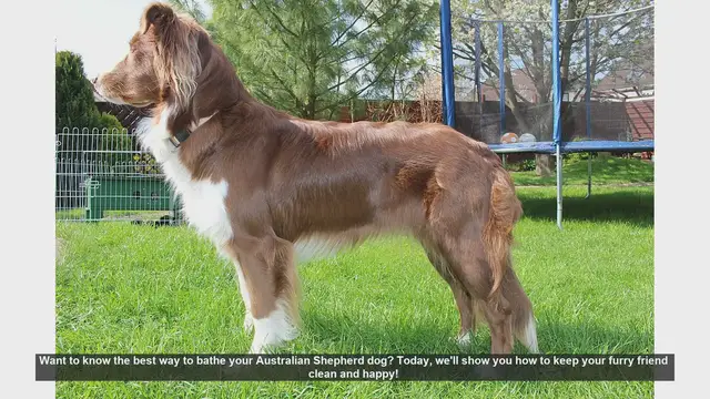 Video thumbnail for How to Bathe Your Australian Shepherd: Step-by-Step Guide