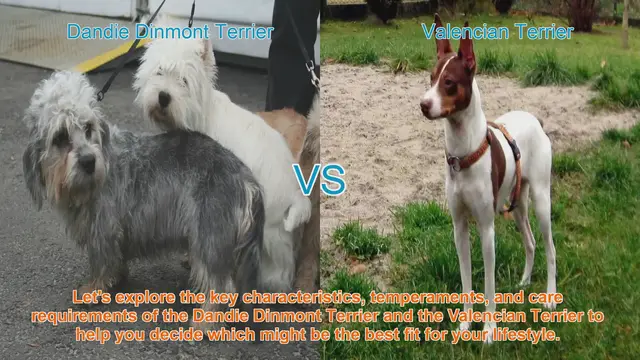 Video thumbnail for Dandie Dinmont Terrier vs. Valencian Terrier: A Comprehensive Comparison
