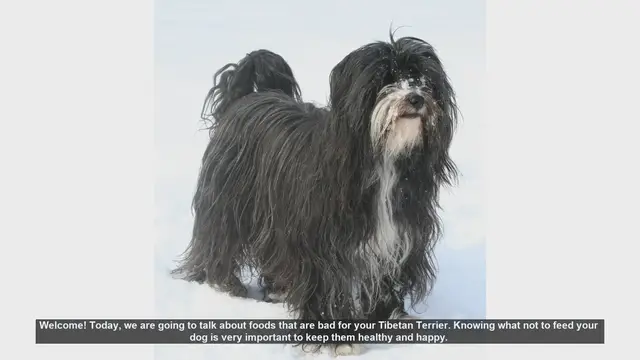 Video thumbnail for Foods to Avoid Feeding Your Tibetan Terrier