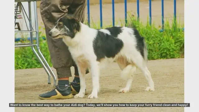 Video thumbnail for How to Bathe Your Aidi Dog: Step-by-Step Guide